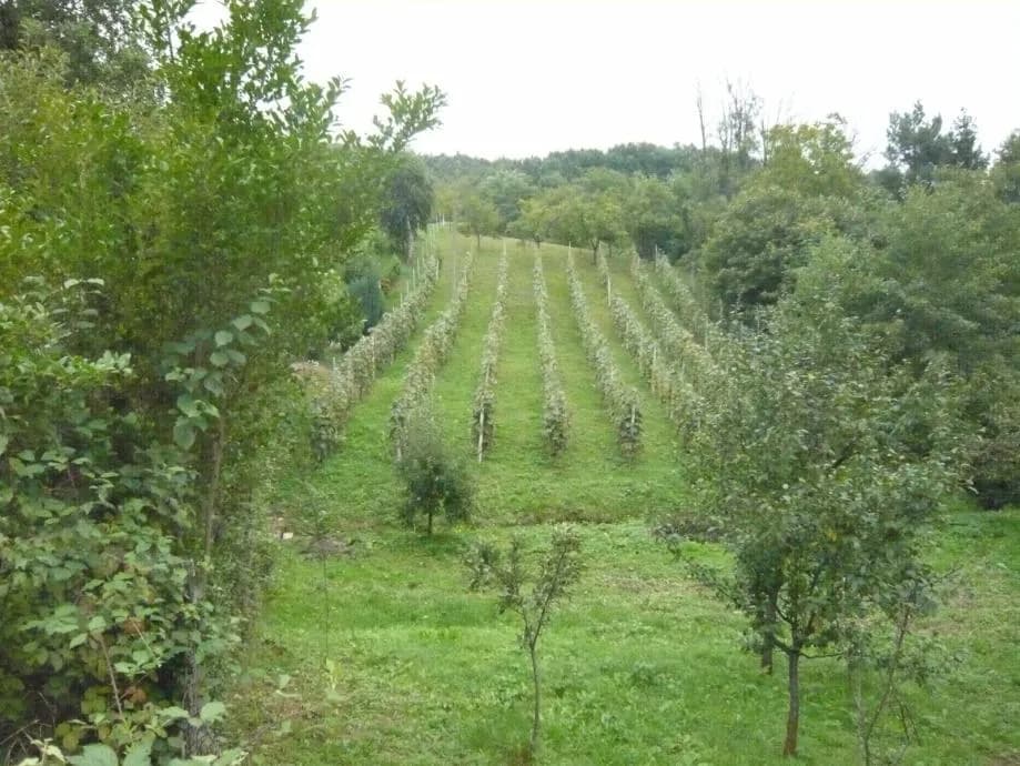 Gornja Bistra - građevinsko zemljište 887 m2 - 22.000,00 €
